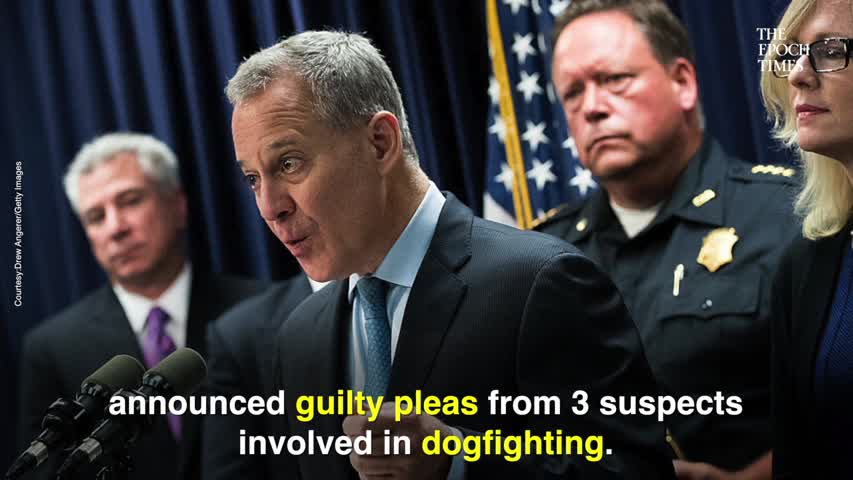 Guilty Pleas Given After Exposure of Long Island Dog Fighting Ring-New