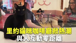 里約貓咪咖啡廳掀熱潮 與人互動零距離 - 寵物咖啡廳 - 國際新聞