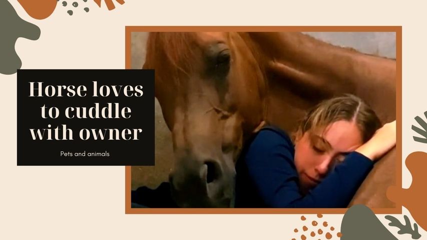 Horse Loves to Cuddle With Owner