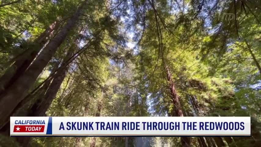 Historic ‘Skunk Train’ Offers Rides Through California’s Redwoods