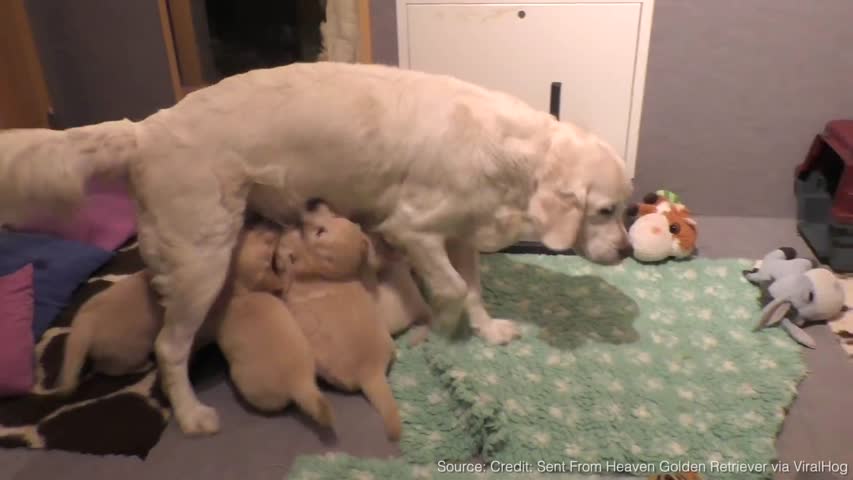 Mother Dog Teaches Her Puppies a Lesson in Patience