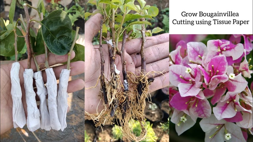 How to grow Bougainvillea from cuttings | Grow Bougainvillea Using Tissue Paper | Bougainvillea