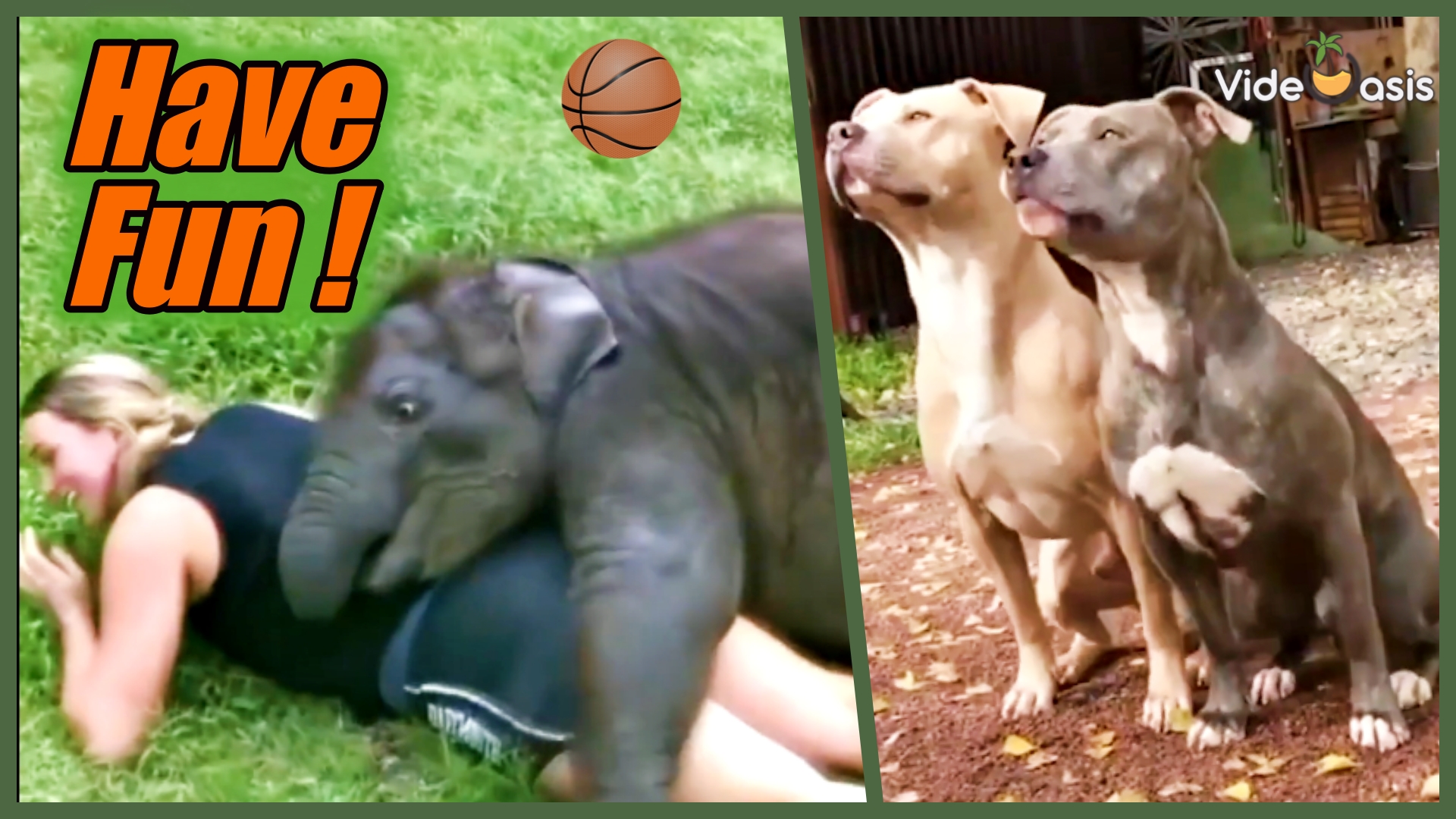 The Cute Animals Reactions｜VideOasis