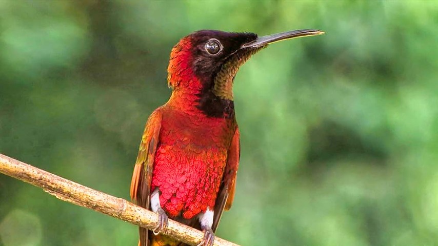 Tropical Hummingbirds, Part 2