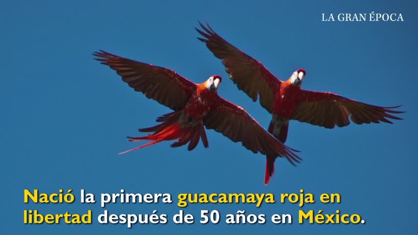 Nace un guacamayo silvestre por primera vez en 50 años en México