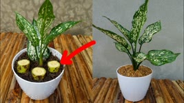 How to grow and care for Aglaonema simple and effective with updates