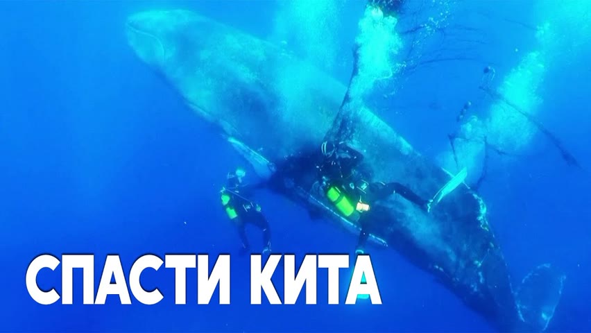 Дайверы 45 минут освобождали кита от смертоносной сети
