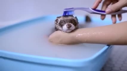 Ferret in a bath tub gets much needed brushing