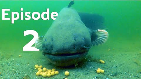 Catching a gigantic catfish (underwater video) Episode 2.