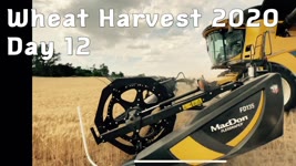 Wheat Harvest 2020 - Day 12
