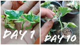 Ivy | How To Propagate English Ivy From Cuttings | English Ivy Care