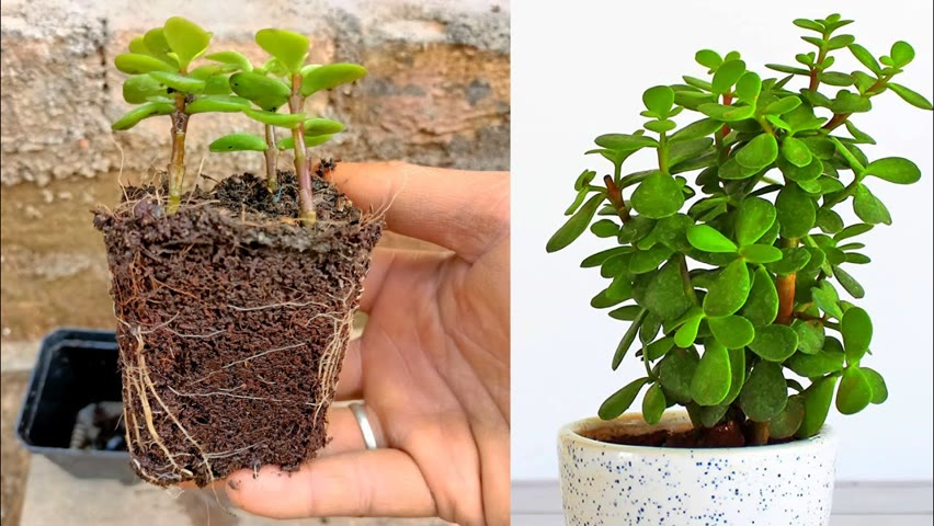 How to grow jade plant from cuttings || Easy Gardening
