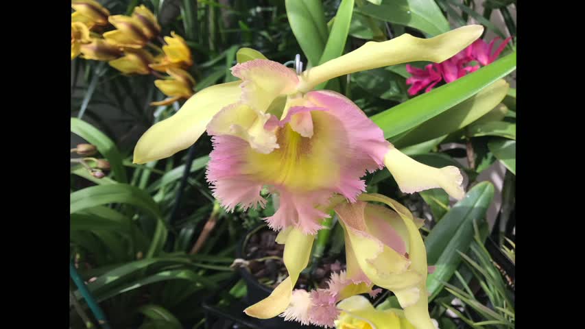 長木公園蘭花集錦---Longwood Garden Orchid Gallery/An Angel Of This World（天使在人间第3期） 