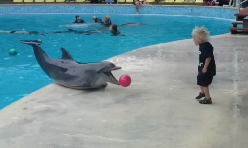 Little Boy Playing Fetch with Dolphin