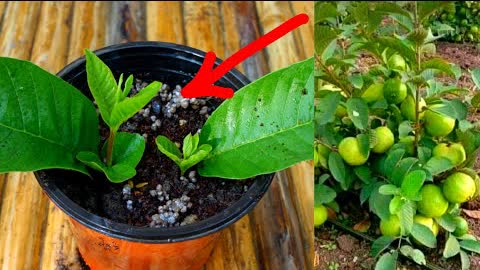 How to grow guava plant from guava leaves -With 100% Success