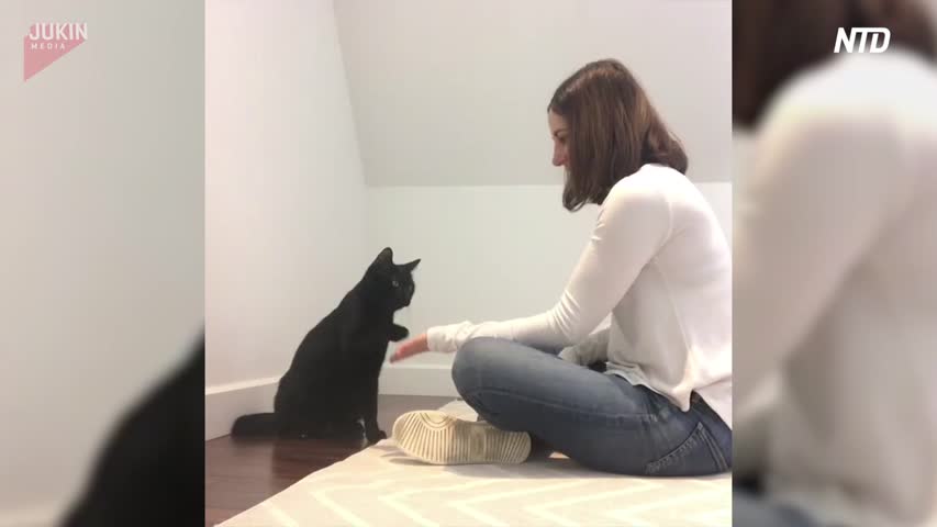 Cat and Owner Perform Secret Handshake