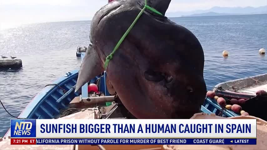Sunfish Bigger Than a Human Caught in Spain