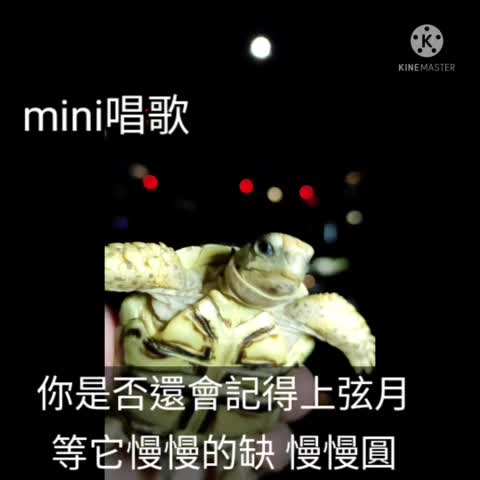 mini唱歌給大家聽 #上弦月🌙 🌹祝大家中秋節快樂🌹 #烏龜唱歌  #薩爾瓦多豹紋陸龜