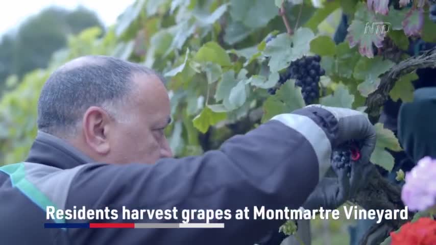 Residents Harvest Grapes at Montmartre Vineyard