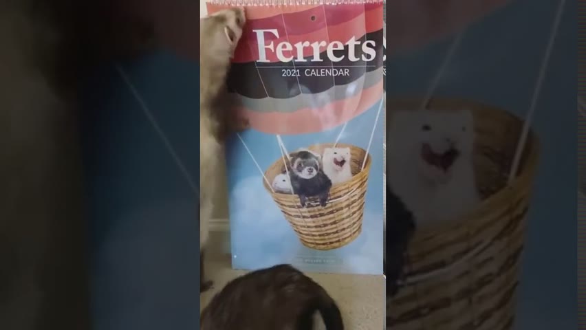 i love ferrets so much I bought the calendar #shorts