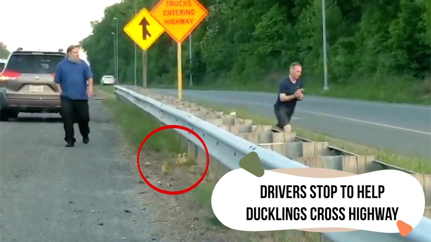 Drivers Stop to Help Ducklings Cross Highway	