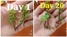 How To Grow Jade Plant ,Jade plant cuttings faster and get 100% success ,Jade plant propagation