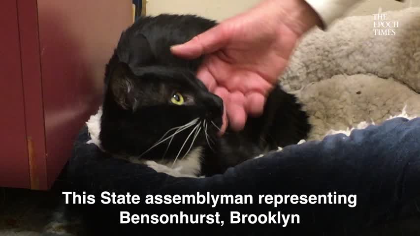 New York Assemblyman Seeking Homes for His Office Cats–And Their Kittens