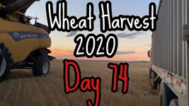 Wheat Harvest 2020 - Day 74 (8/17/20)