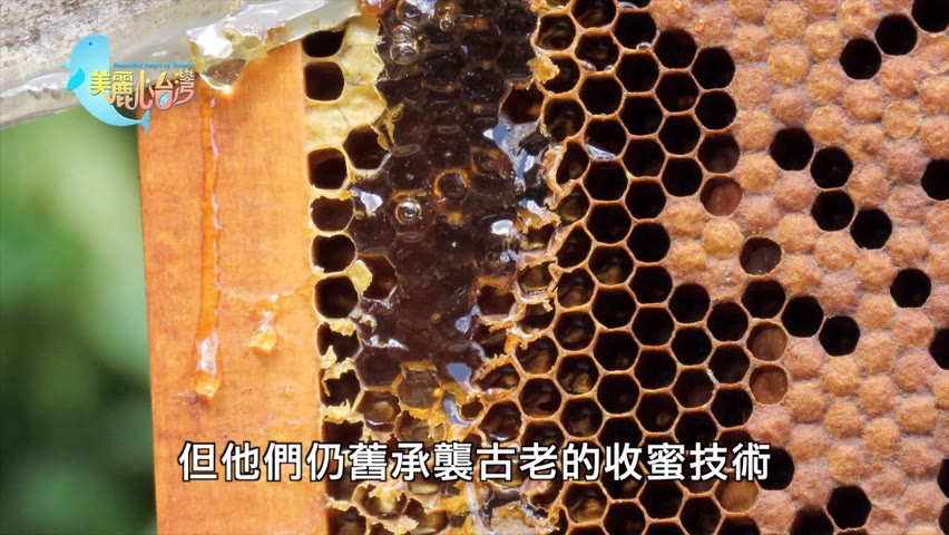 【南投】雙層蜂箱的百年養蜂人家｜有機無毒｜369｜美麗心台灣
