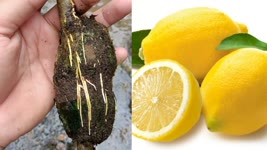 How to grow Lemon tree ,Lemon tree Air Layering ,How to propagate Lemon Tree From air layering