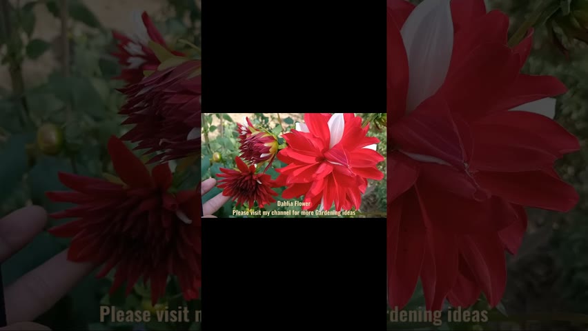 Dahlia flower please don't forget to Subscribe #shorts #shortsfeed #youtubeshorts