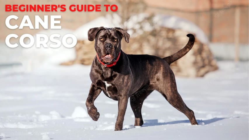 BEGINNER'S GUIDE TO THE CANE CORSO