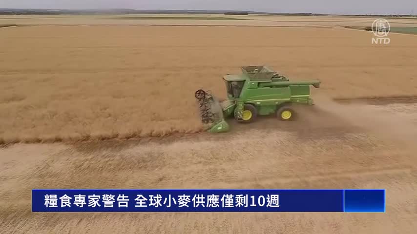糧食專家警告 全球小麥供應僅剩10週｜#新唐人新聞