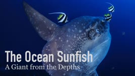 The Ocean Sunfish, a Giant from the Depths