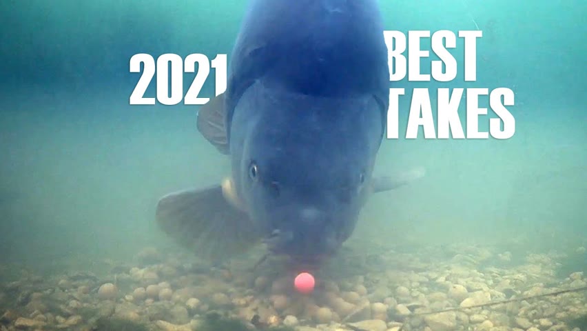 Best underwater takes 2021 (Carp, catfish and sturgeon)