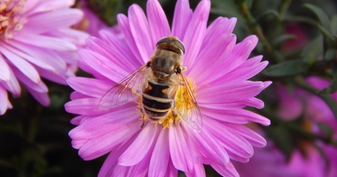 Ontario beekeepers concerned -- find out what happened to their bee colonies