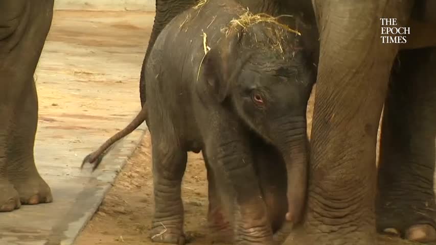 Baby elephant born in Belgian zoo.mp4