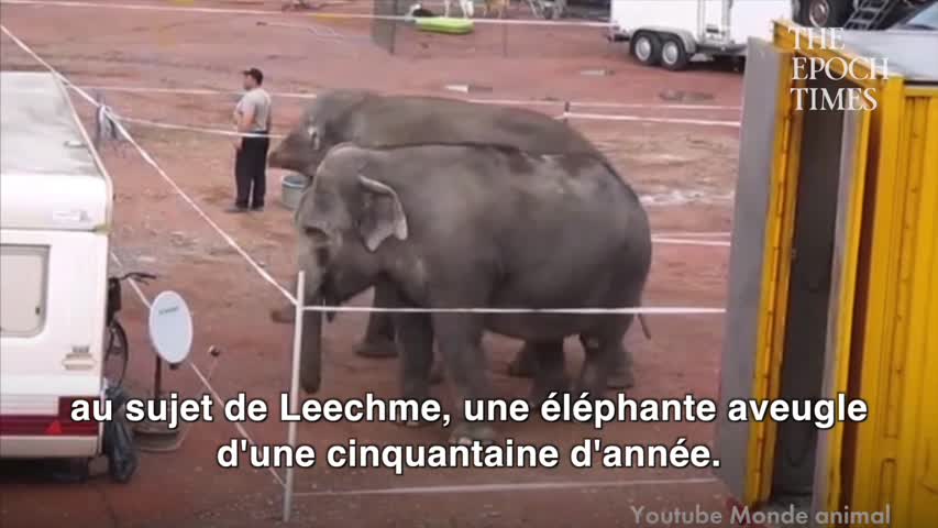 elephant cirque