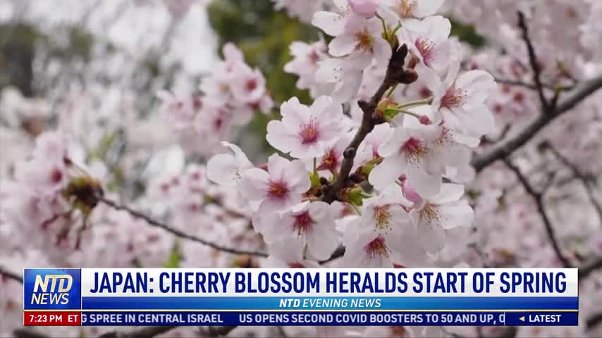 Japan: Cherry Blossom Heralds Start of Spring