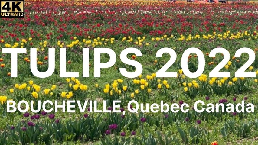 TULIPS FESTIVAL BOUCHEVILLE, QUEBEC SPRING 2022 - MAY 13, TO MAY 21, 2022 #tulips #Tulip