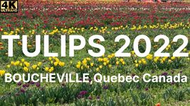 Boucheville Tulips - 4K