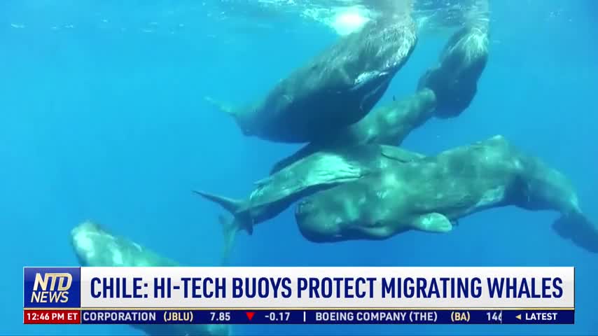 Chile: Hi-Tech Buoys Protect Migrating Whales