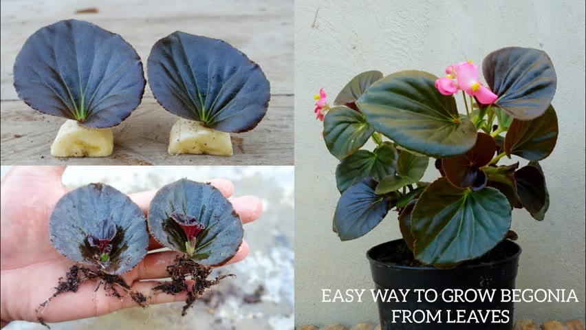 How to grow Begonia from leaves simple and effective with updates