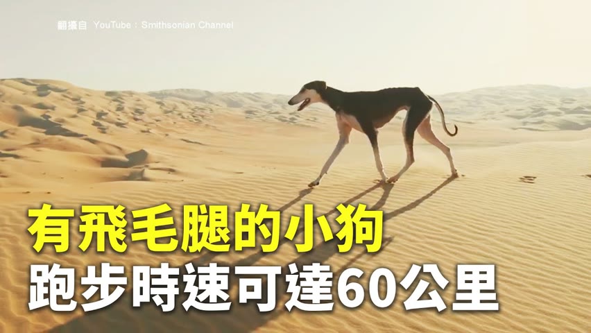 有飛毛腿的小狗 跑步時速可達60公里 - 可愛動物 - 新唐人亞太電視台