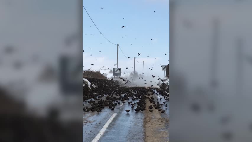Flock of birds block snowy road in eerie moment
