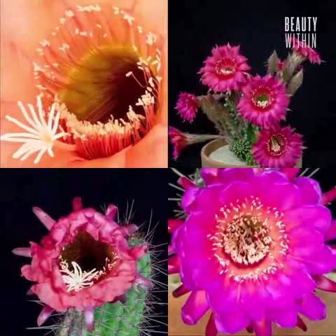 Conoce las hermosas flores de Echinopsis