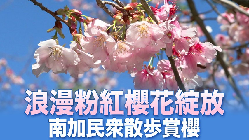 浪漫粉紅櫻花綻放  南加民眾散步賞櫻｜今日加州