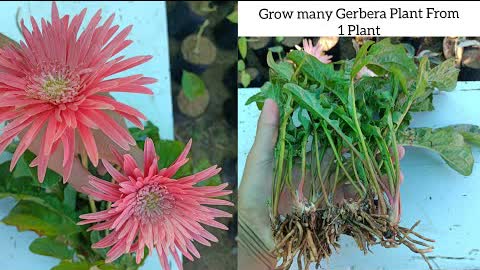 How to Grow Gerbera Plant By dividing it | Grow many Gerbera Plant From 1 single plant