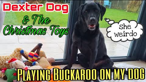 🐶 Buckaroo On My Dog. Dexter Pupdate With New Toys. Black Labrador Retriever.