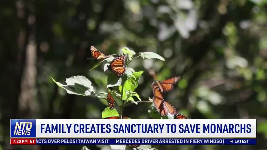 Family Creates Sanctuary to Save Monarchs